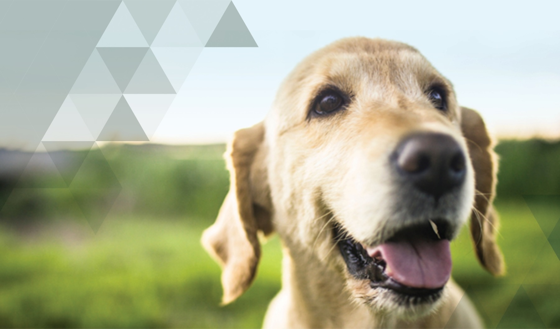 Come Explore  It All At Prose Evergreen Come Explore  It All At Prose Evergreen